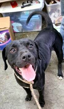 Gerald -  Pit Bull Terrier and Labrador Retriever Dog for Adoption in Swainsboro, Georgia - Gerald | PetCurious