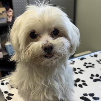 Mixed Breed Dogs Available for Adoption - Colin | PetCurious