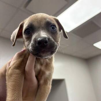 Budweiser -  Pit Bull Terrier and Labrador Retriever Dog for Adoption in Beaumont, Texas - Budweiser | PetCurious