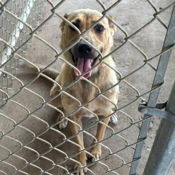 Zooey -  Mixed Breed Dog for Adoption in Gadsden, Alabama - Zooey | PetCurious