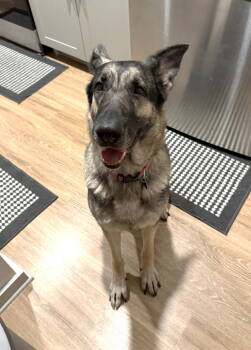 Rescue German Shepherd Dog Dogs for Adoption in Mckinney, Texas - Kaia | PetCurious