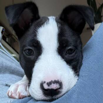 Darius -  American Bulldog and Pit Bull Terrier Dog for Adoption in Vallejo, California - Darius | PetCurious