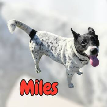 Rescue Mixed Breed Dogs for Adoption in Moberly, Missouri - MILES | PetCurious