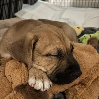 Boxer and Pit Bull Terrier Dogs Available for Adoption - Woodstock | PetCurious