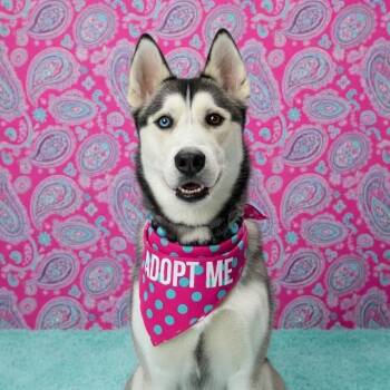Max -  Husky Dog for Adoption in Los Angeles, California - Max | PetCurious