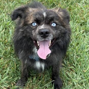 Milo -  Pomeranian and Husky Dog for Adoption in Chesapeake, Virginia - Milo | PetCurious