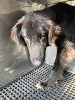 GRAND -  Mixed Breed Dog for Adoption in Dallas, Texas - GRAND | PetCurious