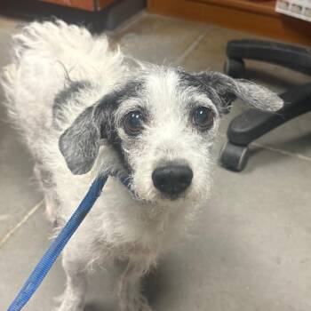 COCOA -  Jack Russell Terrier Dog for Adoption in Yuma, Arizona - COCOA | PetCurious