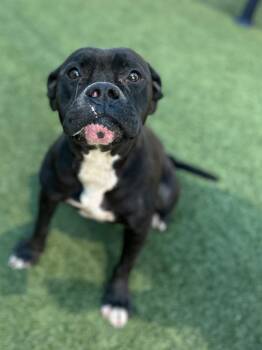 Lady --Courtesy Post. Out of town pet. See below for details-- -  Pit Bull Terrier Dog for Adoption in Eagle, Idaho - Lady --Courtesy Post. Out Of Town Pet. See Below For Details-- | PetCurious