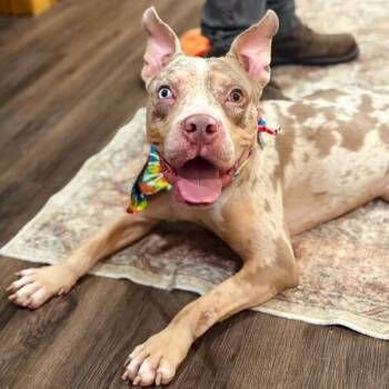 Pit Bull Terrier Dogs Available for Adoption in Friendswood, Texas - Merle Dawson The Sweetest Boy In Town  | PetCurious
