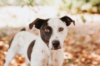 Terrier and Mixed Breed Dogs Available for Adoption in North Charleston, South Carolina - 91961a Daisy Duck | PetCurious