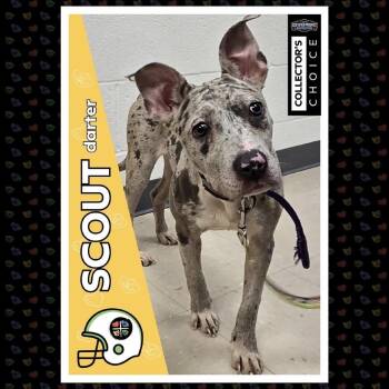 Mixed Breed Dogs Available for Adoption in Pittsburgh, Pennsylvania - Scout | PetCurious