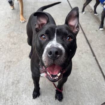 Rescue Mixed Breed Dogs for Adoption in Wheeling, Illinois - Fredo | PetCurious