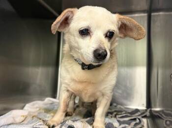 BRADLEY -  Chihuahua and Mixed Breed Dog for Adoption in Grand Prairie, Texas - BRADLEY | PetCurious