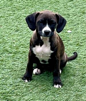 Mixed Breed Dogs Available for Adoption - Deborah  | PetCurious