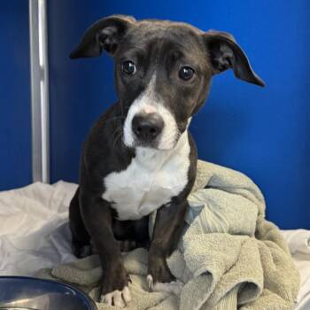 Mixed Breed Dogs Available for Adoption - Via | PetCurious