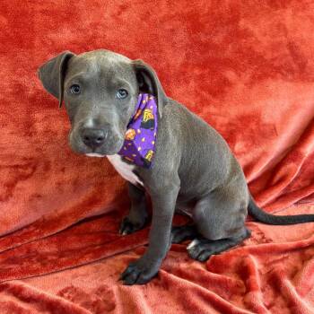 Susan -  Boxer and Pit Bull Terrier Dog for Adoption in Smithville, Tennessee - Susan | PetCurious