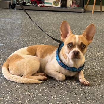 Pierre -  French Bulldog and Mixed Breed Dog for Adoption in Springboro, Ohio - Pierre | PetCurious