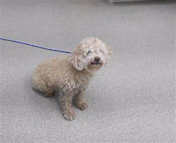 MARY LOU -  Poodle and Mixed Breed Dog for Adoption in Omaha, Nebraska - MARY LOU | PetCurious