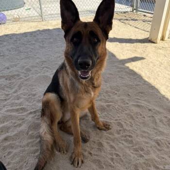 KASSIE -  German Shepherd Dog Dog for Adoption in Thousand Palms, California - KASSIE | PetCurious