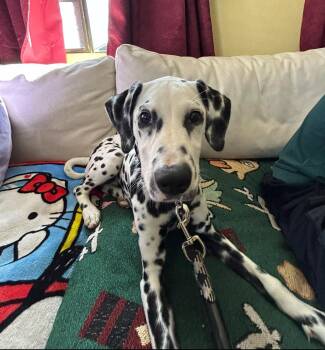 Rescue Dalmatian Dogs for Adoption in San Diego, California - Pepper-Baldwin Park, CA | PetCurious