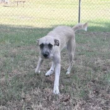 Tillie -  Terrier and Mixed Breed Dog for Adoption in Tyler, Texas - Tillie | PetCurious
