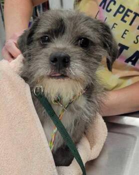 Egon -  Terrier and Mixed Breed Dog for Adoption in Kansas City, Missouri - Egon | PetCurious