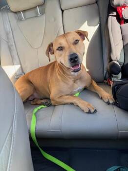 Mya -  Dachshund and American Staffordshire Terrier Dog for Adoption in Bradenton, Florida - Mya | PetCurious