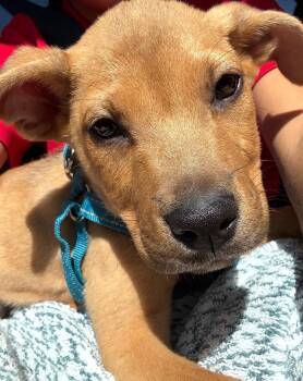 Twix -  Hound Dog for Adoption in Tampa, Florida - Twix | PetCurious