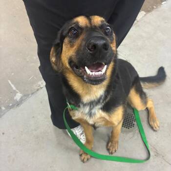 Coonhound and Shepherd Dogs Available for Adoption in Corbin, Kentucky - Lily | PetCurious