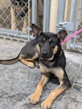 Shepherd Dogs Available for Adoption in Aurora, Illinois - Motsi | PetCurious