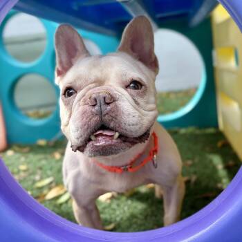 Precious -  French Bulldog Dog for Adoption in Fullerton, Pennsylvania - Precious | PetCurious