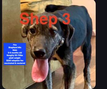Fire -  Shepherd Dog for Adoption in Oviedo, Florida - Fire | PetCurious