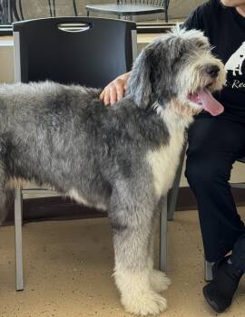 Rescue Old English Sheepdog Dogs for Adoption in Mundelein, Illinois - Bobby | PetCurious