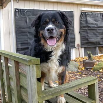 Rescue Bernese Mountain Dog Dogs for Adoption in Mckean, Pennsylvania - Bernie | PetCurious