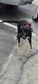 Terrier Dogs Available for Adoption - A802026 | PetCurious