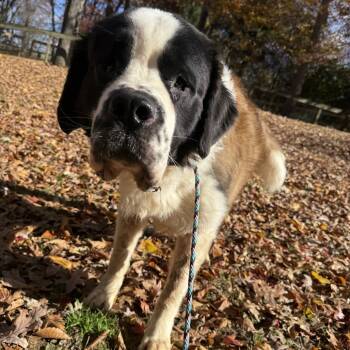 Rescue Saint Bernard Dogs for Adoption in West Chester, Pennsylvania - Apollo | PetCurious