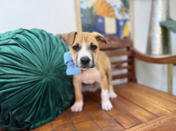 Pit Bull Terrier and Labrador Retriever Dogs Available for Adoption -  Luke Lover Boy | PetCurious