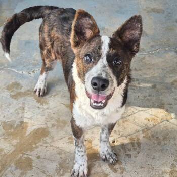 Rescue Shepherd and Terrier Dogs for Adoption in Silver Spring, Maryland - Lobo | PetCurious