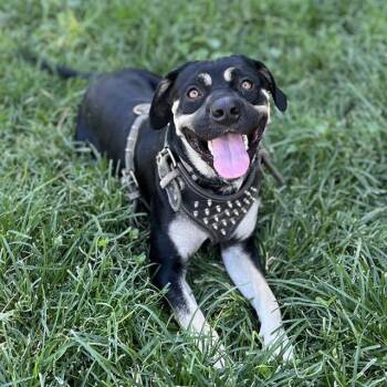 Rescue Rottweiler and Mixed Breed Dogs for Adoption in Modesto, California - BRUTUS | PetCurious