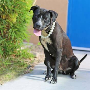 MOCHI -  Pit Bull Terrier and Mixed Breed Dog for Adoption in Albuquerque, New Mexico - MOCHI | PetCurious