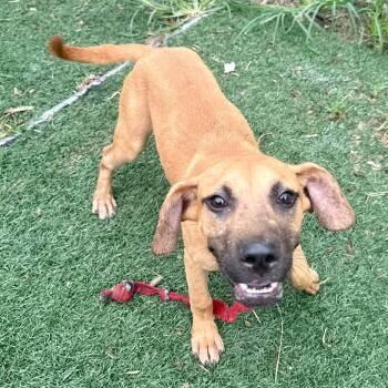 Biscoff -  Mixed Breed Dog for Adoption in Bennettsville, South Carolina - Biscoff | PetCurious