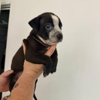 Quest D&D -  Mixed Breed Dog for Adoption in Savannah, Georgia - Quest D&D | PetCurious