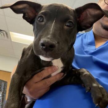 Coraline -  Mixed Breed Dog for Adoption in Dickinson, Texas - Coraline | PetCurious