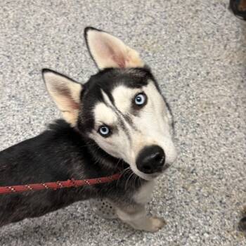 Scarlett -  Husky Dog for Adoption in Birmingham, Alabama - Scarlett | PetCurious