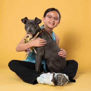 Teagan -  Pit Bull Terrier and Mixed Breed Dog for Adoption in Atlanta, Georgia - Teagan | PetCurious