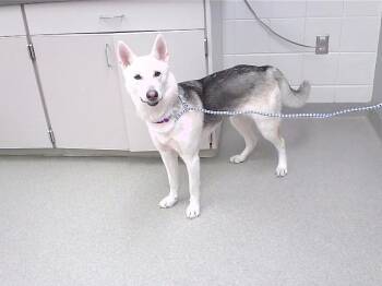Siberian Husky and Mixed Breed Dogs Available for Adoption - MACA | PetCurious
