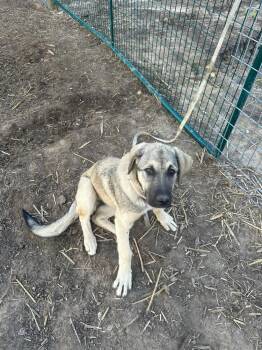 Anatolian Shepherd Dogs Available for Adoption in Linton, Indiana - Red | PetCurious