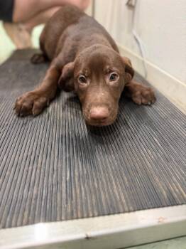 Rolly -  Mixed Breed Dog for Adoption in Danielsville, Georgia - Rolly | PetCurious