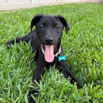 Black Labrador Retriever Dogs Available for Adoption in Alvin, Texas - Curly | PetCurious
